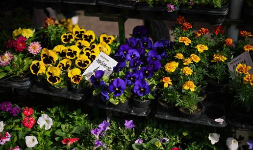 FOTO Prekrasne su! Pogledajte cijene sadnica u Zagrebu, Sisku, Puli, Osijeku i Svetvin&ccaron;entu