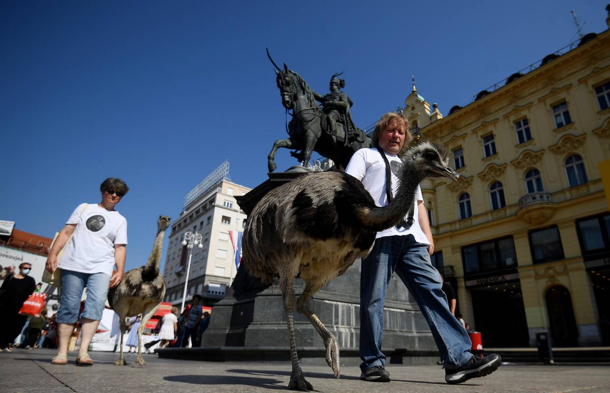 VIDEO Nojevi u Zagrebu slistili lubenicu na Dolcu: 'Neki šeću pse, mi šećemo Nandua i Ninu'