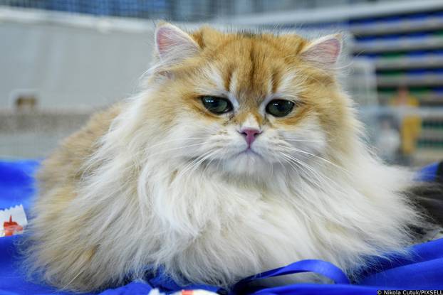 Otvorena revijalna izložba mačaka u Sisku 