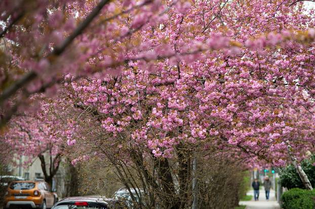 24sata Zagreb: Japanske trešnje u Ulici Bogoslava Šuleka