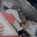 Lude papige: Prepoznaju boje, računaju, ali i drukaju dilerima