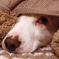 Ravnopravni pas u krevetu: Sve dobre i loše strane tog suživota