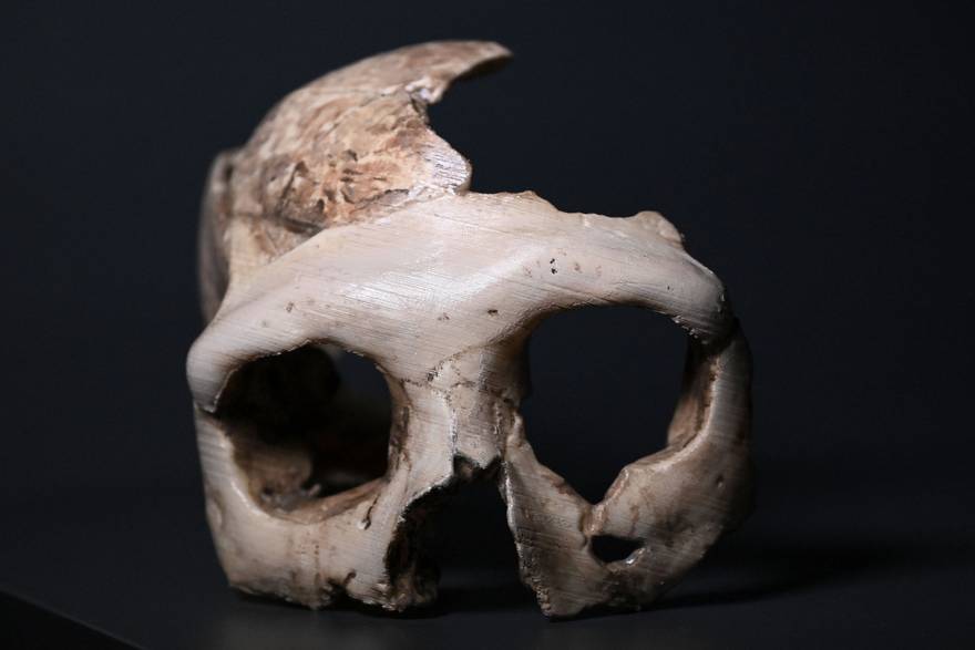 Zagreb: Lubanja C, svjetska paleoantropoloska bastina izlozena u Prirodlosnovnom muzeju