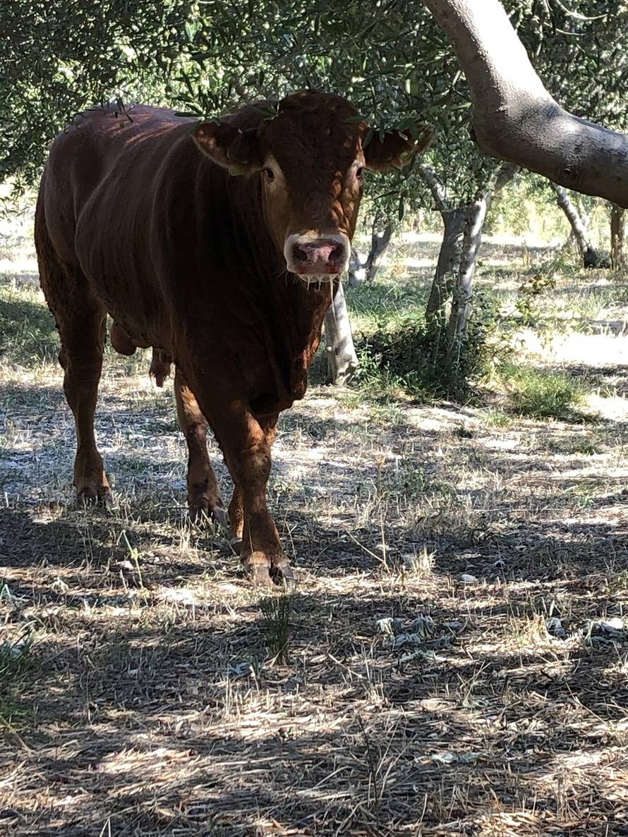 Vlasnik bika: Jerry će dobiti hotel s pet zvjezdica u Zagori