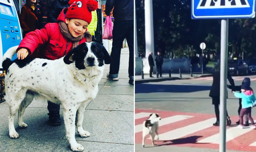 Pas lutalica pomaže djeci da prijeđu cestu i laje na vozače