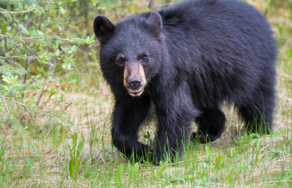 Strava u nacionalnom parku u Kanadi: Grizli je napao i ubio dvoje izletnika i njihovog psa