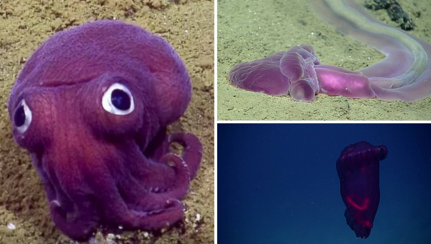 Najdublje morske brazde su skrivale čudna ljubičasta bića