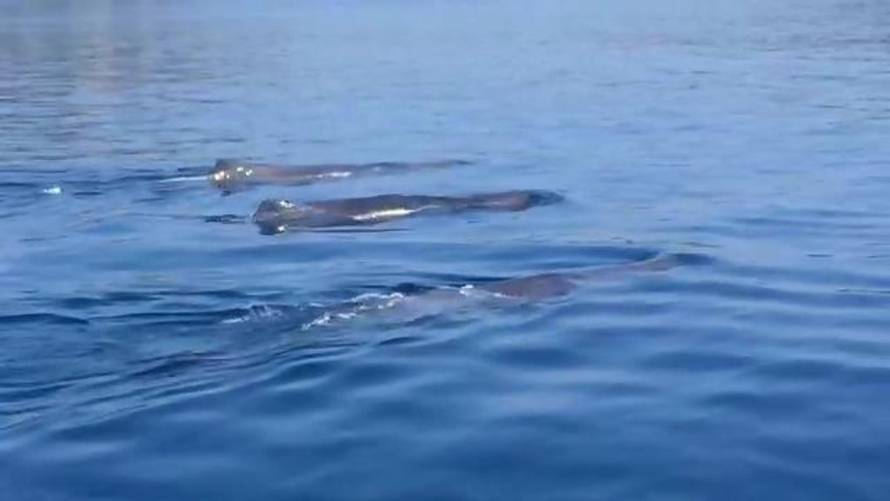 Pomorska policija/Plavi svijet