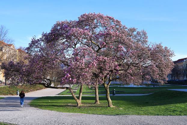 Zagreb: Magnolija na Trgu kralja Tomislava bojama ispunila sunčano jutro