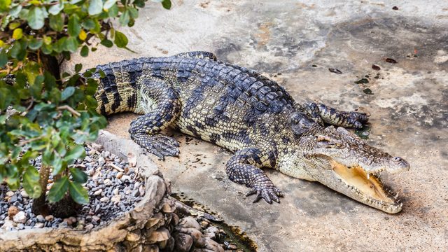 Strava na Floridi: U raljama aligatora pronašli tijelo žene