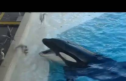 Nevjerojatna snimka prikazuje kako je kit ubojica ulovio pticu