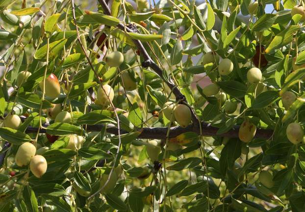 Skradin: Dozrijevaju žižule