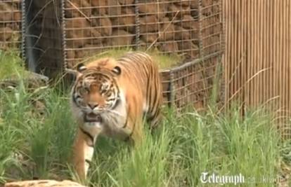 Tigar se boji vode pa ga u zoološkom vrtu uče plivati