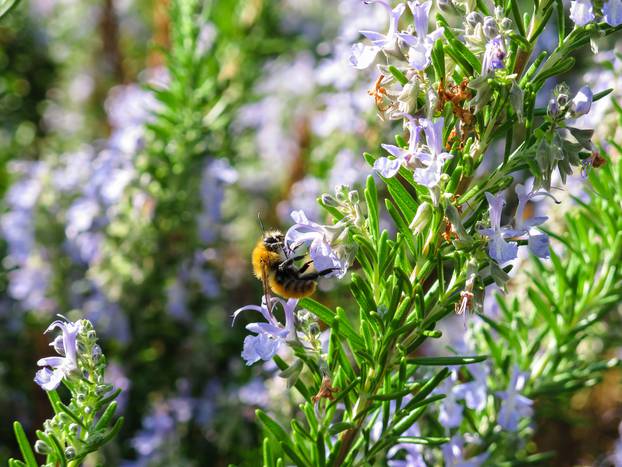 bee on a branch of rosemary