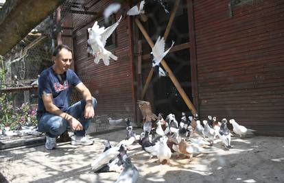 Uzgajivač golubova: 'Moji sisački prevrtači su pravi šampioni, a bome su i lijepi!'