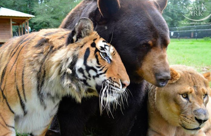 Lav, tigar i medo: Nerazdvojni od kad su zajedno prošli pakao