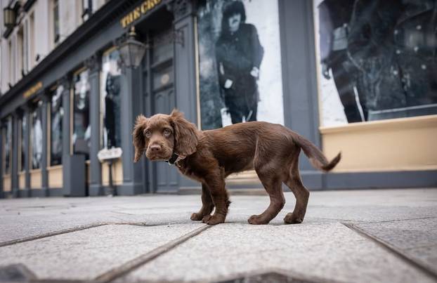 FOTO Ovo je preslatki policijski pas Ozzy, nazvan po Osbourneu. Birmingham oplakuje legendu