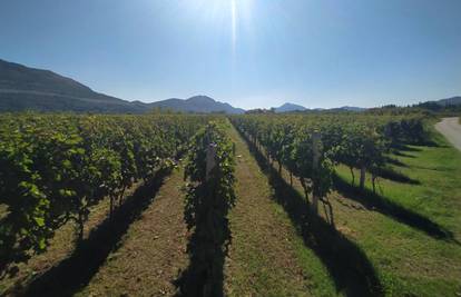 U najvećem hrvatskom vinogorju očekuje se berba grožđa izuzetne kvalitete