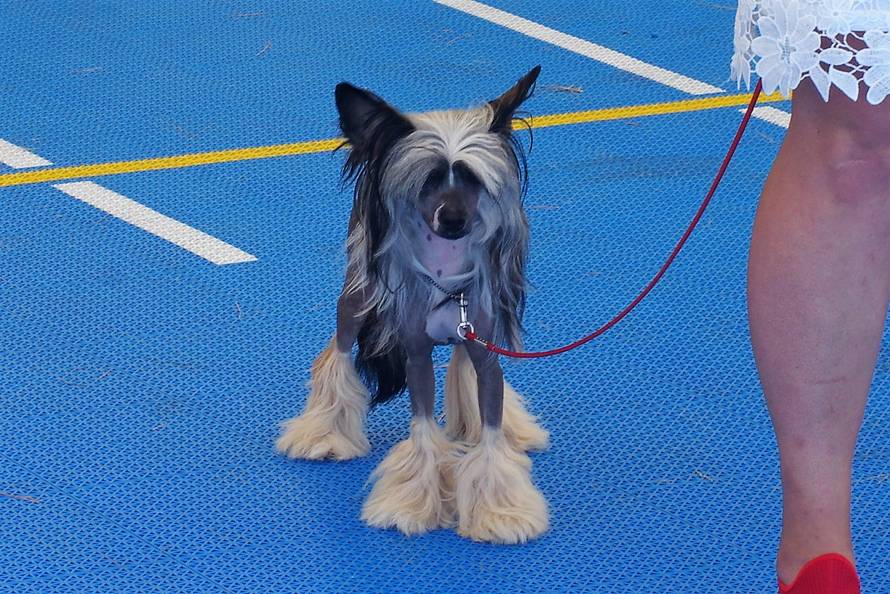 Pseći show: Američki golokoži u ringu s moskovskim čuvarom