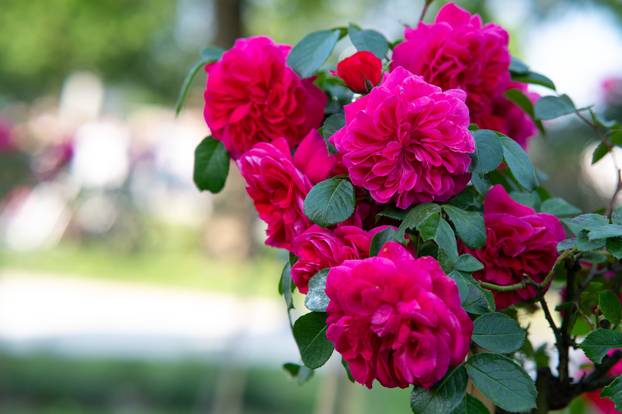 Zagreb: Brojni građani posjetili Floraart na Bundek