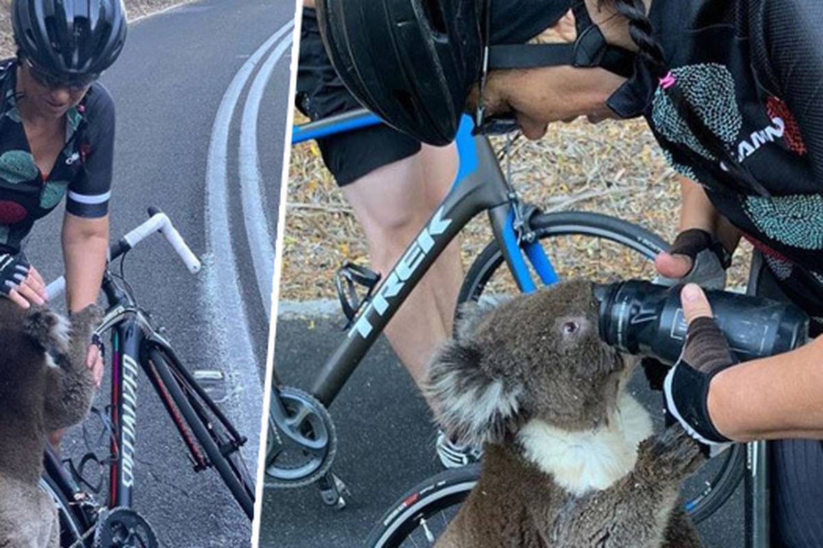 Iscrpljena Je Koala Zaustavila Bicikliste I Trazila Malo Vode 24sata