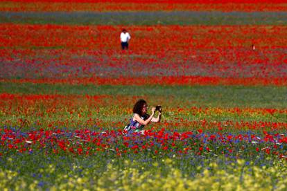 A woman takes a picture of an Umbrian plain covered in flowers during the annual bloom in Castelluccio
