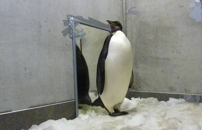 Carski pingvin se vraća kući: Ponovno će preplivati 3500 km