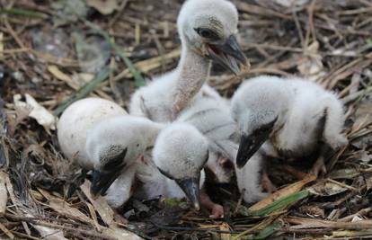 Mama roda u zagrebački zoo vrt donijela 5 malih beba roda