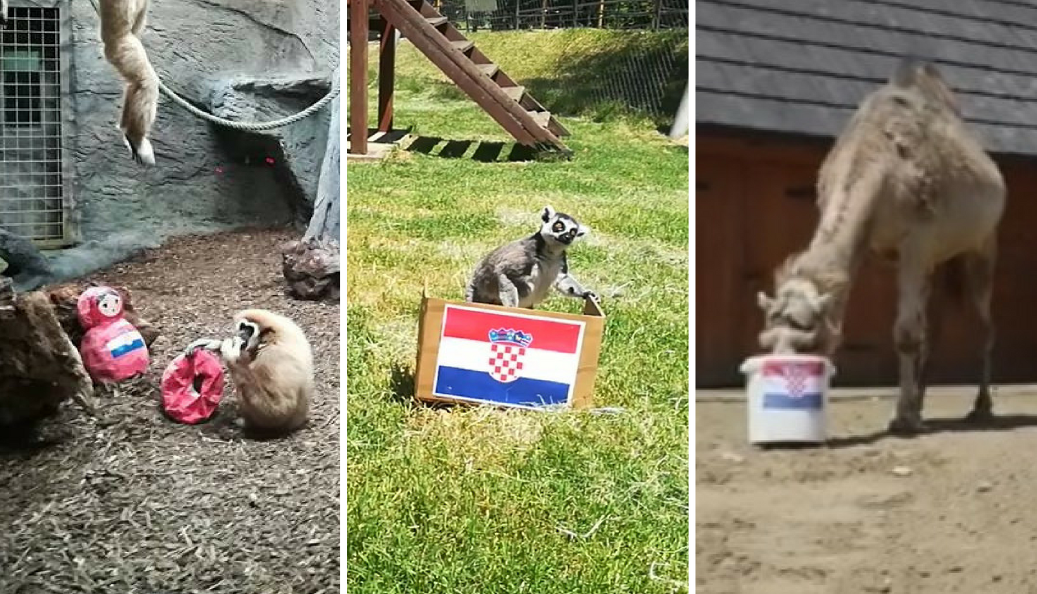 Gibon kaže Francuska, ali ara, lemuri i deva tvrde - Hrvatska!