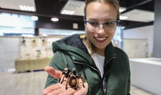 VIDEO Jedni se zgražaju, drugi fotografiraju: 70 tarantula i insekata stiglo je u Zagreb