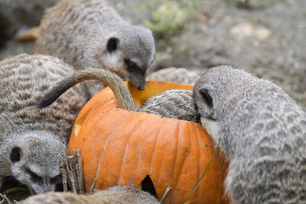 Pogledajte kako je izgledalo darivanje bundeva životinjama u zagrebačkom Zoološkom vrtu