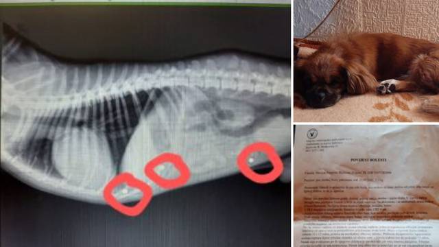 Užas u Zvijercima: Netko je više puta pucao u pse i mačke iz zračne puške, vlasnici su očajni