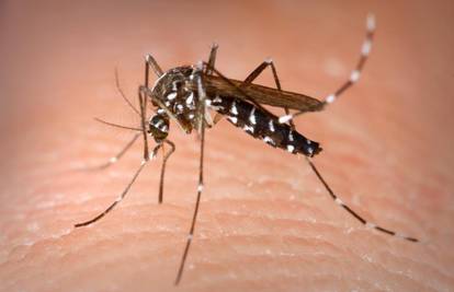 Komarci vole vlagu oko kuće: Ulovite ih u 'vodenu zamku'
