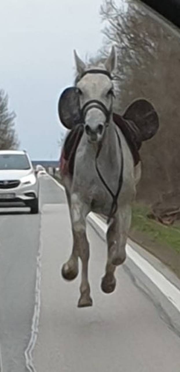 Trčala 2 kilometra: Htio jahati kobilu, ali mu je ona pobjegla