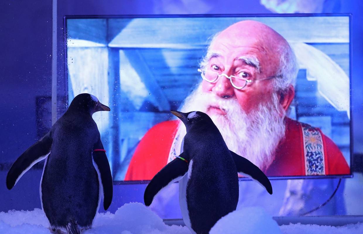 Pingvini u londonskom akvariju u vrijeme zatvaranja zbog korone gledaju božićne filmove