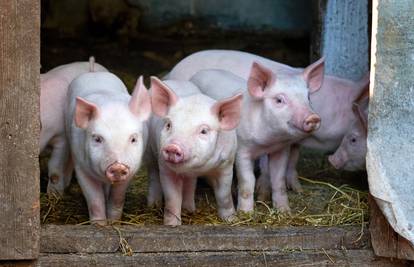 Ostale bez zraka: Uginulo čak 820 svinja, šteta milijun kuna