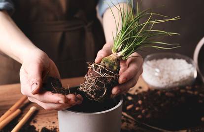 Evo kako spriječiti smrt kućnih biljaka: Od izbora teglica do pravilnog zalijevanja i tuširanja