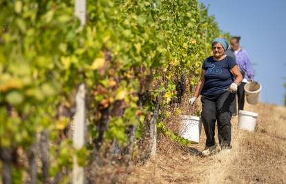 Uranila berba, vinogradari su složni: 'Zbog manje padalina kvaliteta će biti vrhunska!'