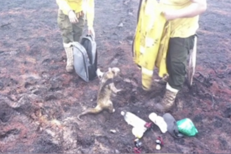 Bolivijski vatrogasci spasili mravojeda