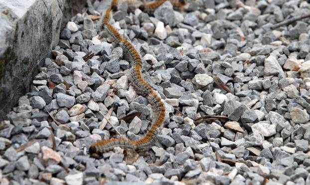 Rijeka: Gnijezda borovog prelca