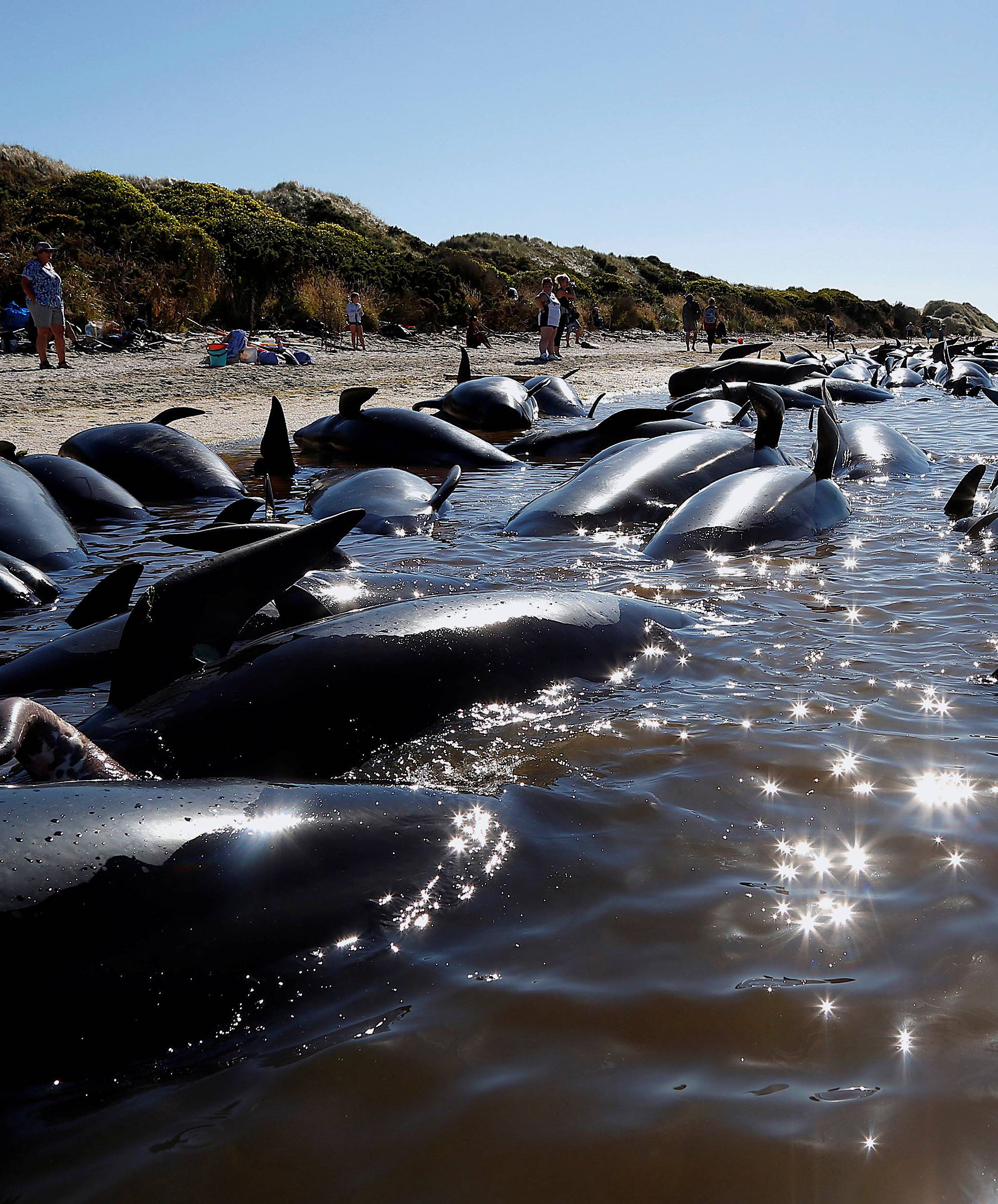 Volunteers try to guide some of the stranded pilot whales still alive back out to sea after one of the country's largest recorded mass whale strandings, in Golden Bay, at the top of New Zealand's South Island