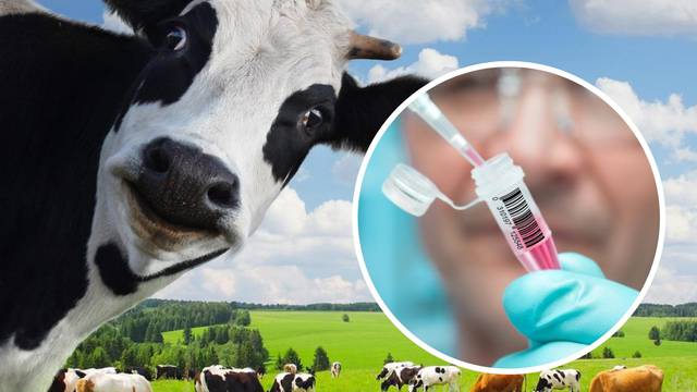 'U imunološkom sustavu krava skriva se mogući lijek za HIV'