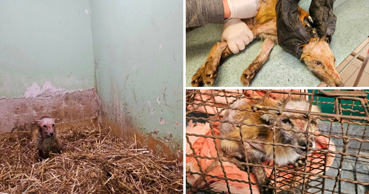Fox with severe illness found near Zagreb, requires months of treatment for badly damaged fur