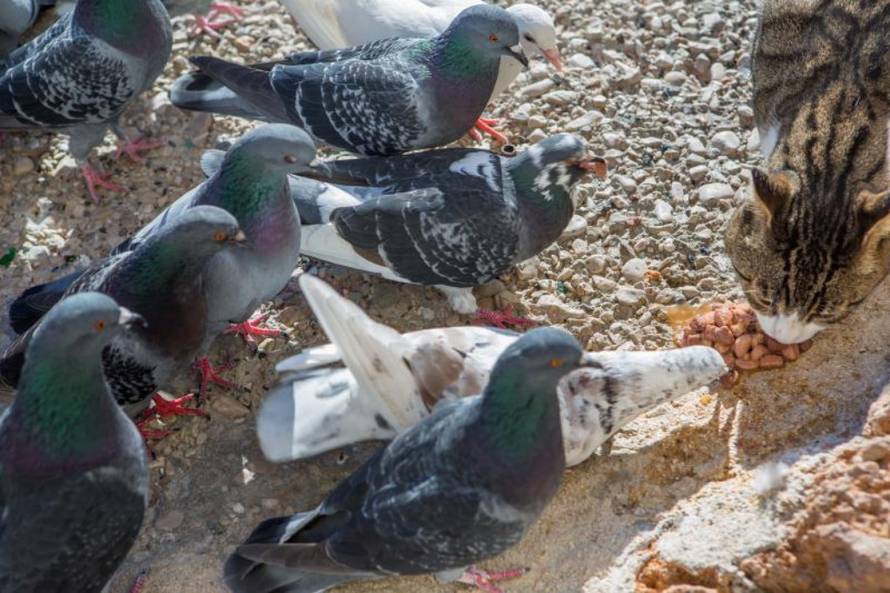 Grgo Jelavić/Pixsell