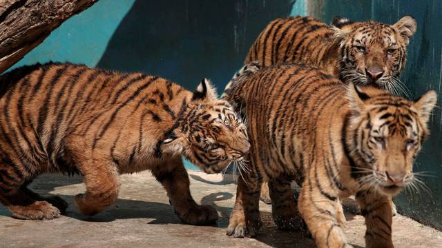 Bengal tiger cubs play at the zoo in Havana