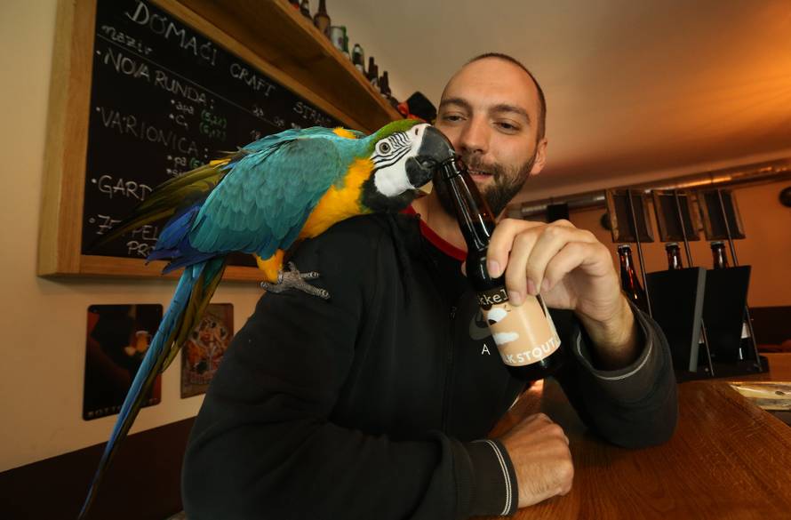 Konobar s krilima: Svi vole kad im pivo otvori papagaj Jack