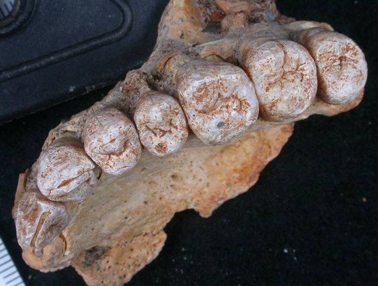 A partial jawbone bearing seven teeth unearthed in a cave in Israel represents what scientists are calling the oldest-known Homo sapiens remains outside Africa
