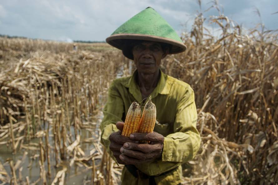 A farmer shows bad corn during harvest at Srigading village in Yogyakarta