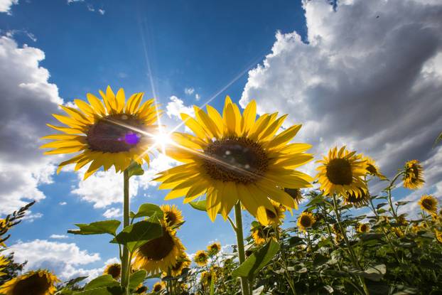 Polje suncokreta nedaleko Osijeka
