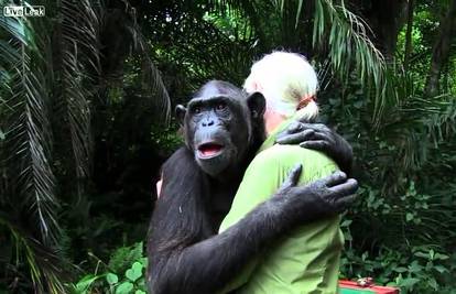 Čimpanza ju zagrlila prije odlaska na slobodu